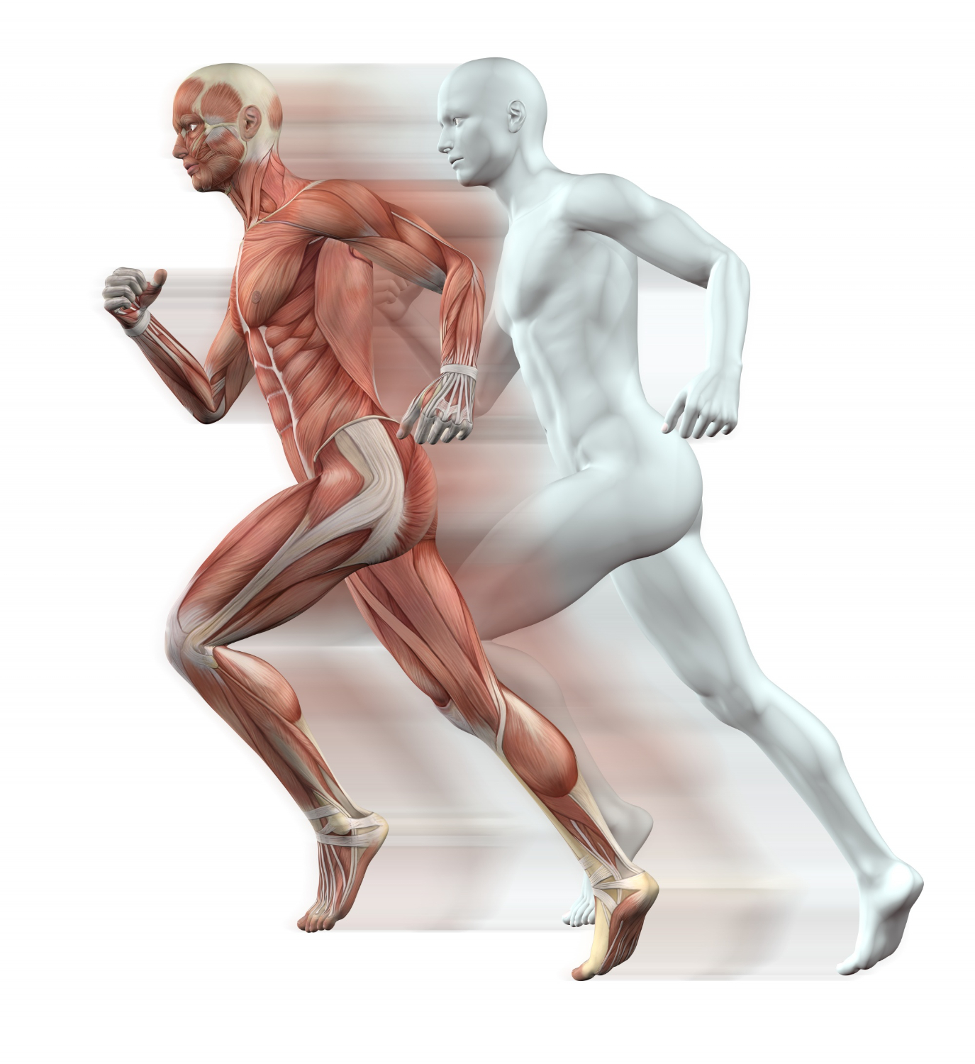 Spieren die gebruikt worden bij het hardlopen