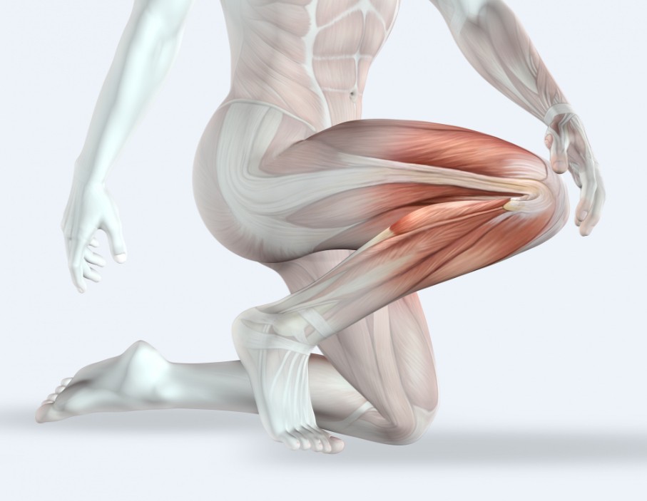 Conclusie: het verschil in het trainen van spieren en pezen