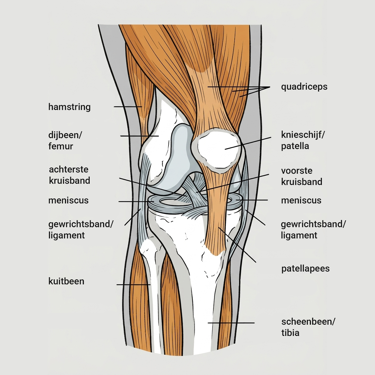 Hoe is de knie opgebouwd?
